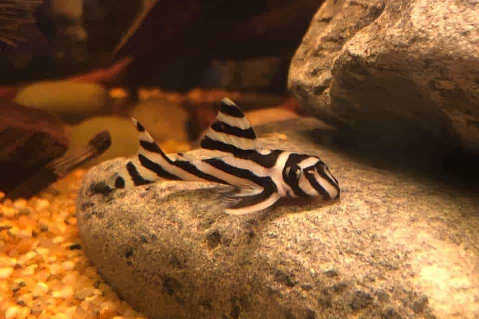 Una Pleco Zebra en el fondo de un acuario de agua dulce.