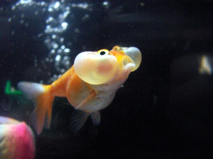 Bubble Eye Goldfish en busca de comida durante la hora de comer