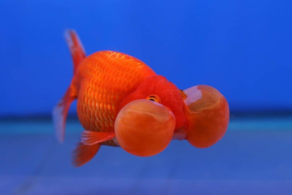 Un pez de colores Ojos de burbuja nadando en un acuario mínimo