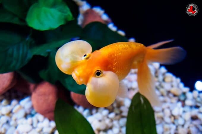 Un pez de colores Ojos de burbuja nadando cerca de la cámara
