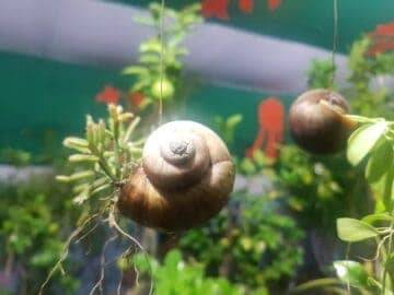 Japanese Trapdoor Snail 101: Care, Size, Breeding & More