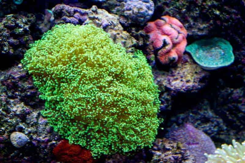 Coral de engendro de rana verde que crea un efecto brillante 