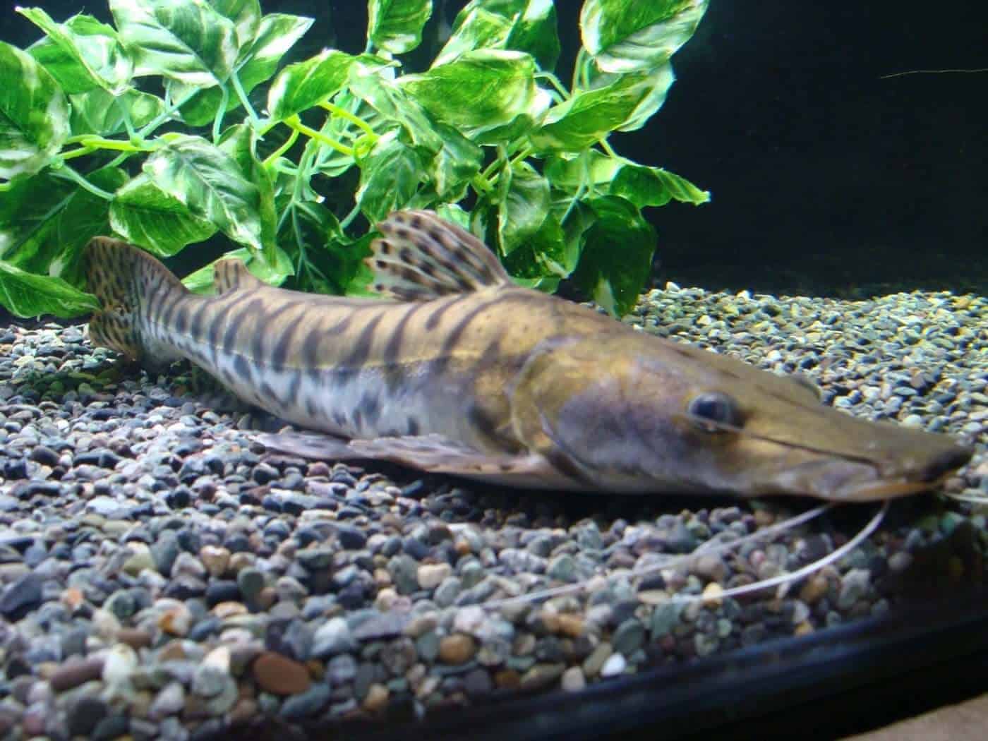 A tiger shovelnose catfish in a tank