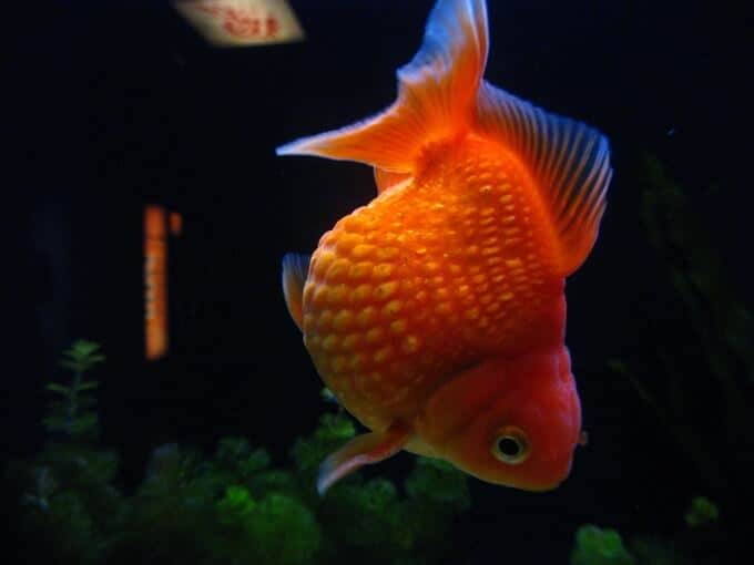 Un pez dorado Pearlscale nadando solo
