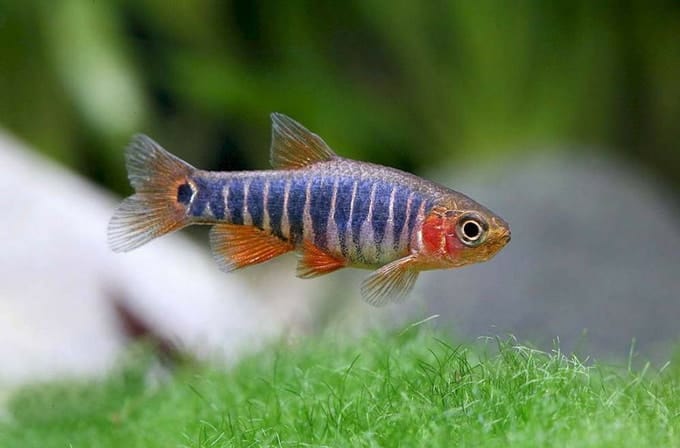 Microrasbora Esmeralda Celestichthys Erythromicron Gu a De Cuidados Microrasbora Esmeralda Celestichthys Erythromicron Gu a De Cuidados