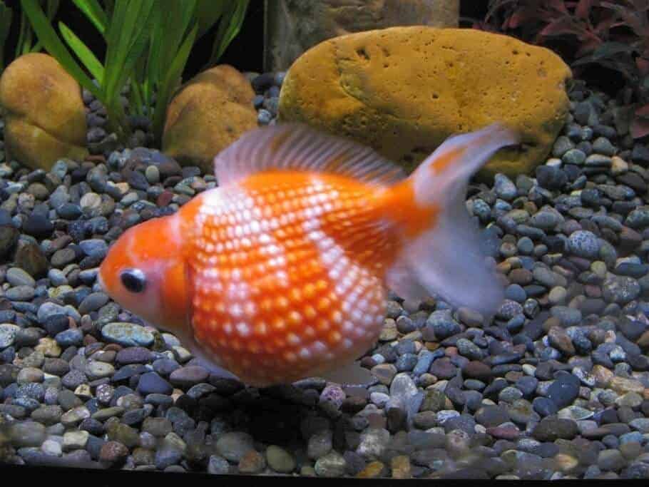 Goldfish Pearlscale cerca del fondo de un acuario de agua dulce