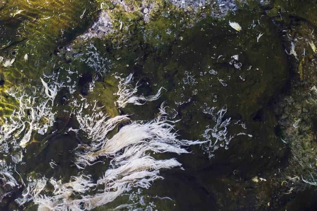 algas blancas en aguas termales.