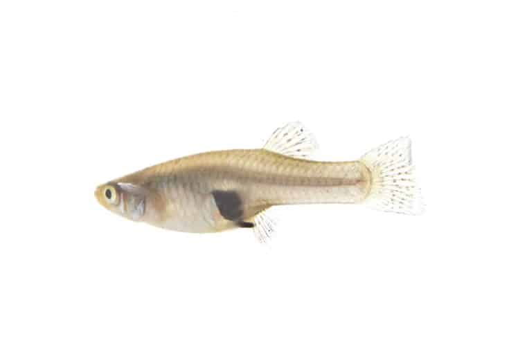 Mosquitofish hembra delante de un fondo blanco