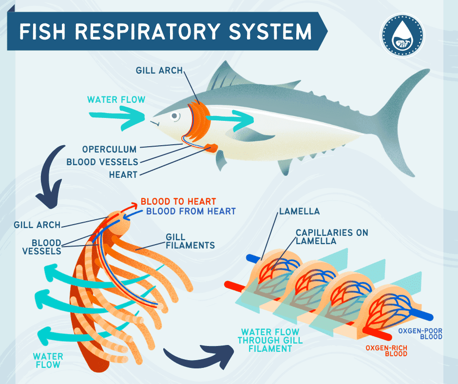 Mini gráficos del sistema respiratorio de los peces.