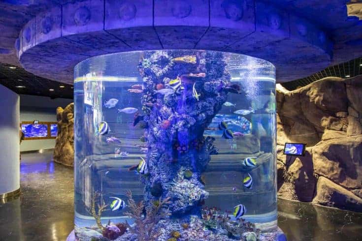 El interior del Oceanarium Crocus City, más de 5000 especies de peces y otros animales de todo el mundo.  Moscú, Rusia