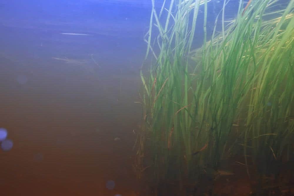 Problemas del acuario de algas pardas: cómo deshacerse de ellas para siempre