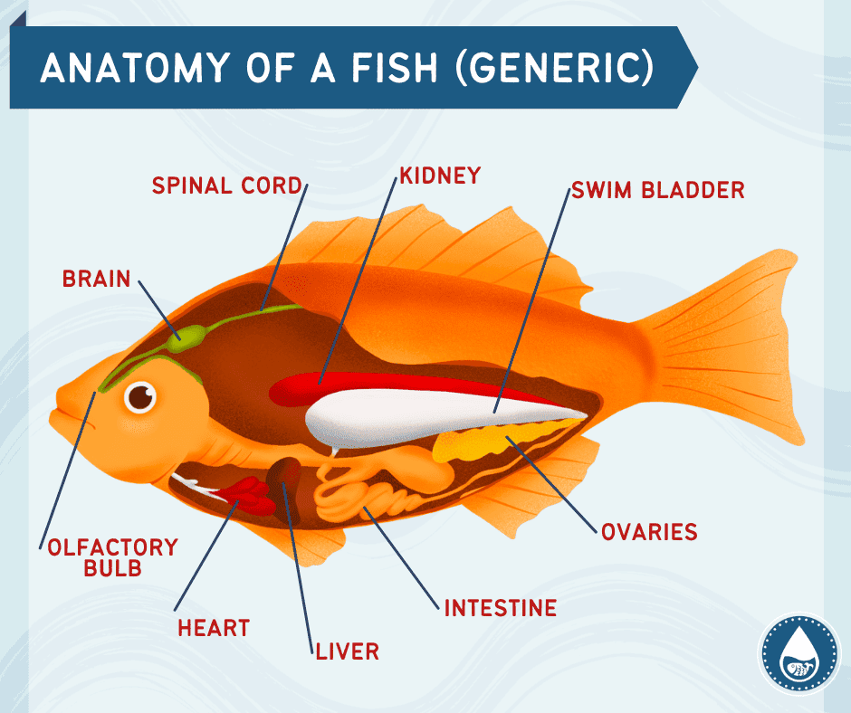 Mini gráficos de anatomía de un pez.