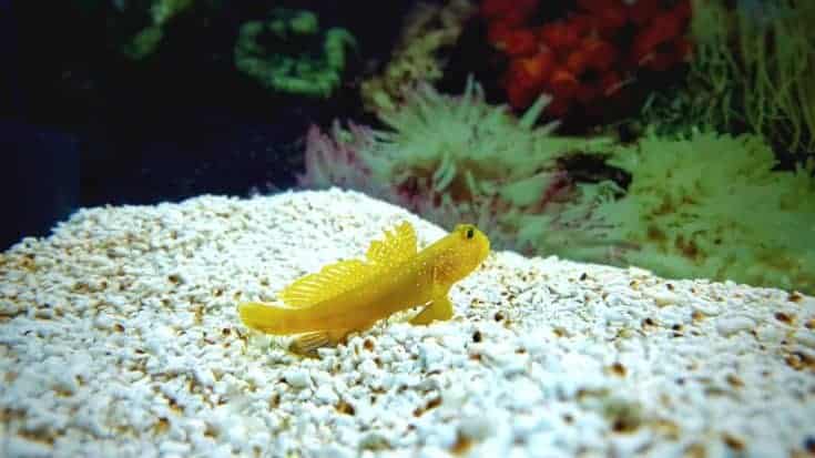 Gobio amarillo de los vigilantes en acuario del arrecife de coral