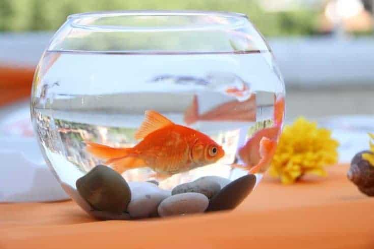 Goldfish en un acuario redondo.
