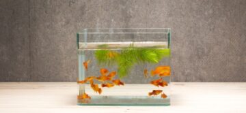 Ideas de tanques para peces goldfish con fondo desnudo para una apariencia minimalista