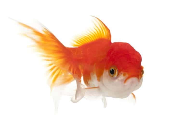 Goldfish cabeza de león, Carassius auratus, delante de un fondo blanco