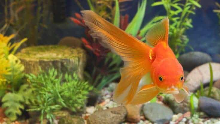 Red Fantail, pez dorado elegante y resistente en un acuario plantado