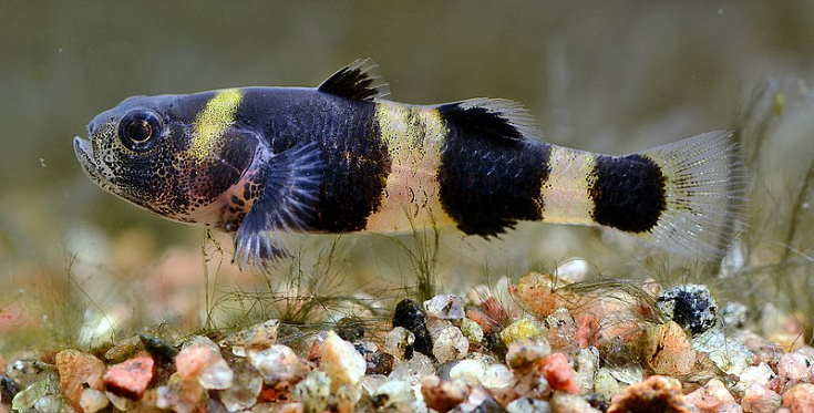 Brachygobius doriae, gobio abejorro, en el acuario