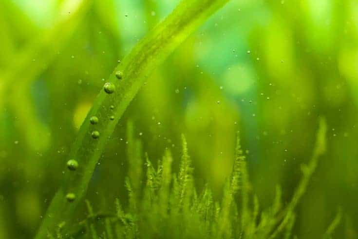 Macro de algas con muchas pequeñas burbujas en el acuario