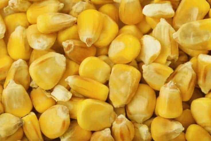 Fondo de granos de maíz