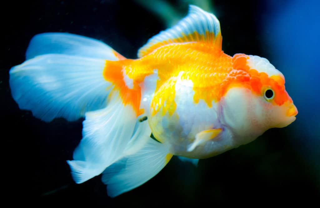 Goldfish exótico en acuario