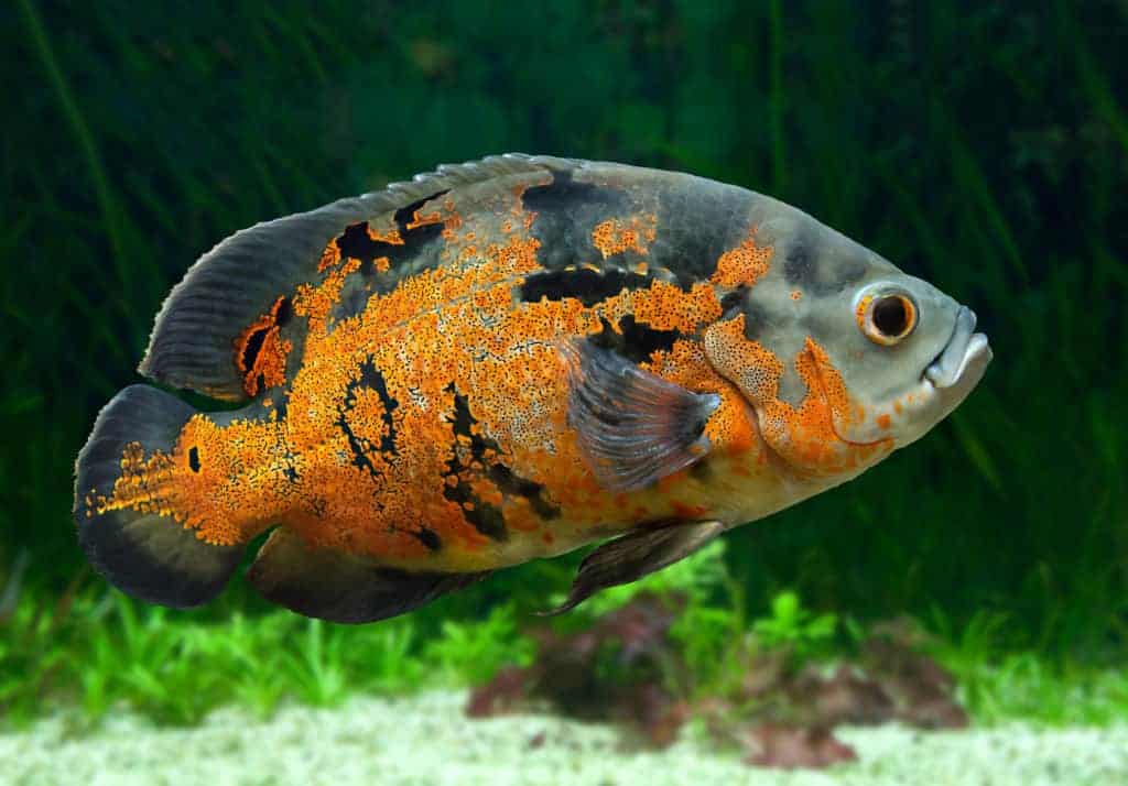 Bright Oscar Fish - Pez sudamericano de agua dulce de la familia de los cíclidos