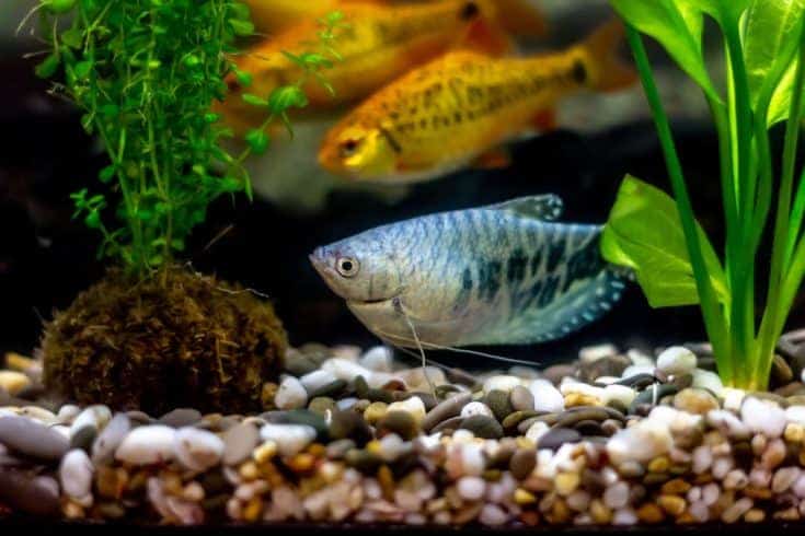 Gourami azul: conocido como anabantoides o pez laberinto con manchas oscuras y bigote largo y púas schuberti