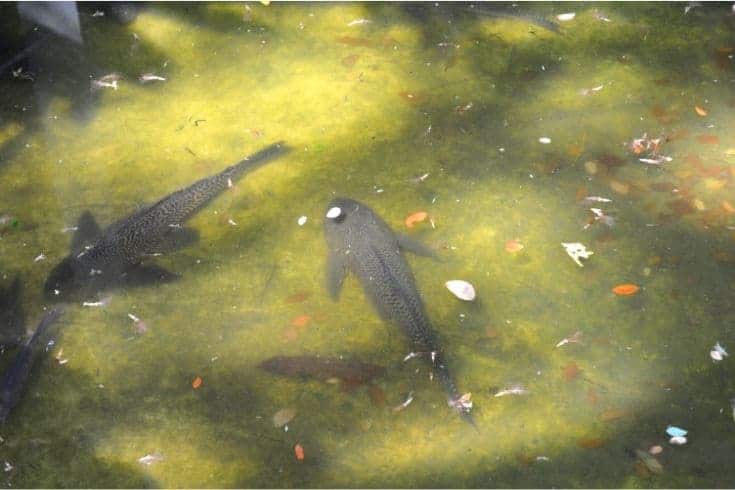 Hypostomus plecostomus pez lechón común