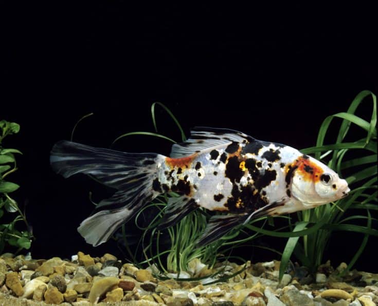 Shubunkin Goldfish, carassius auratus, peces de acuario