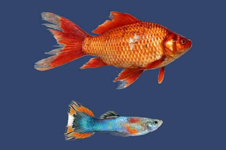 Comparación de tamaños de peces dorados y guppys
