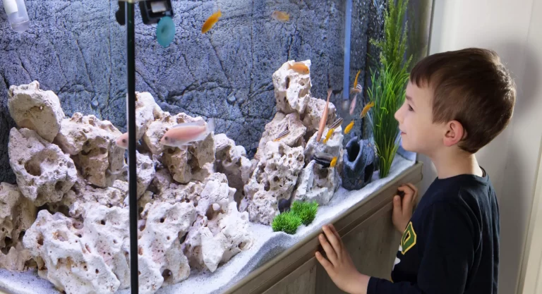 Niño celebrando el Día del acuarista observando un acuario